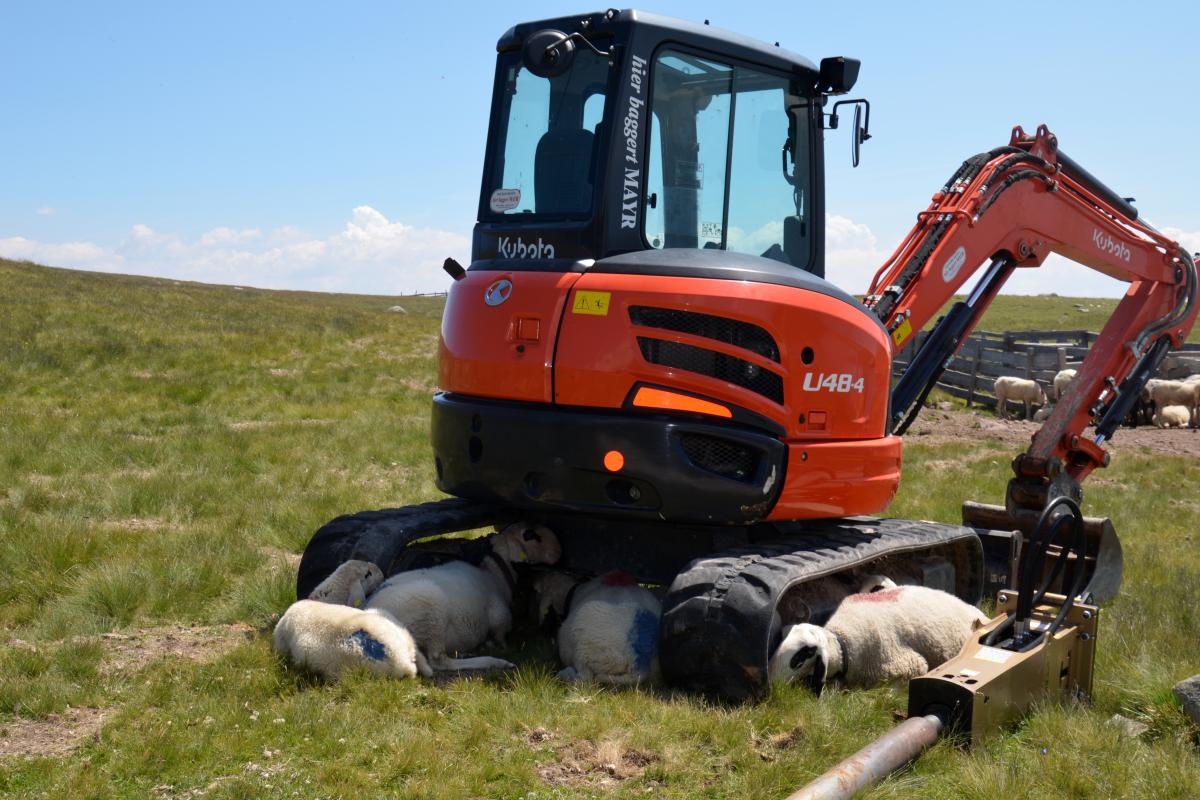 Latschenoelbrennerei und Platzer Alm 23.07.2019